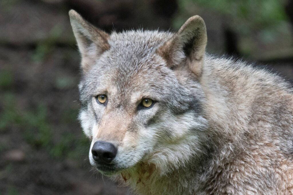 Alemanha libera caça a lobos após pressão de fazendeiros - 11/03/2026 - Ambiente