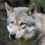 Alemanha libera caça a lobos após pressão de fazendeiros - 11/03/2026 - Ambiente