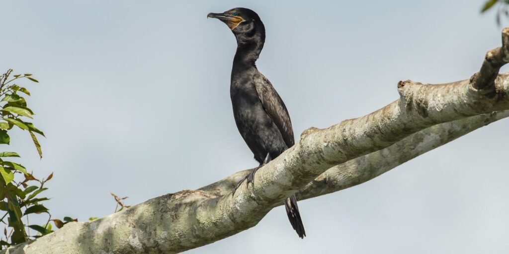 Atlas lançado na COP15 mostra rotas migratórias de aves vulneráveis