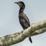 Atlas lançado na COP15 mostra rotas migratórias de aves vulneráveis