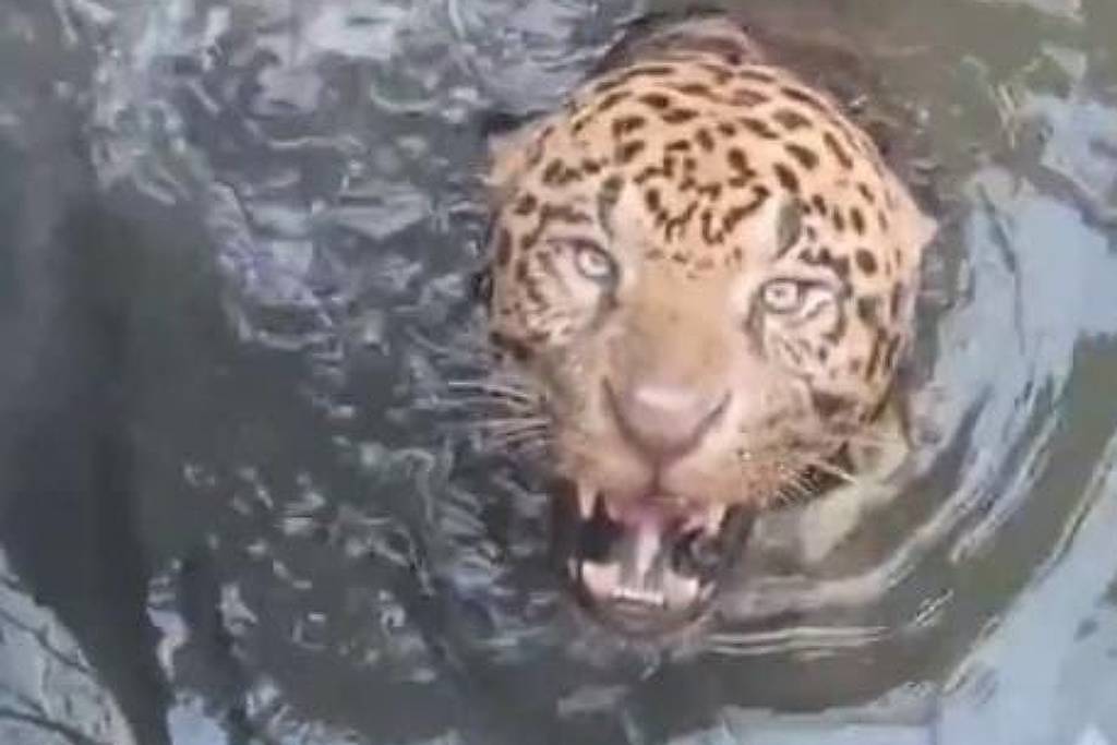 Bombeiros resgatam onça em canal de usina de MT - 20/03/2026 - Cotidiano