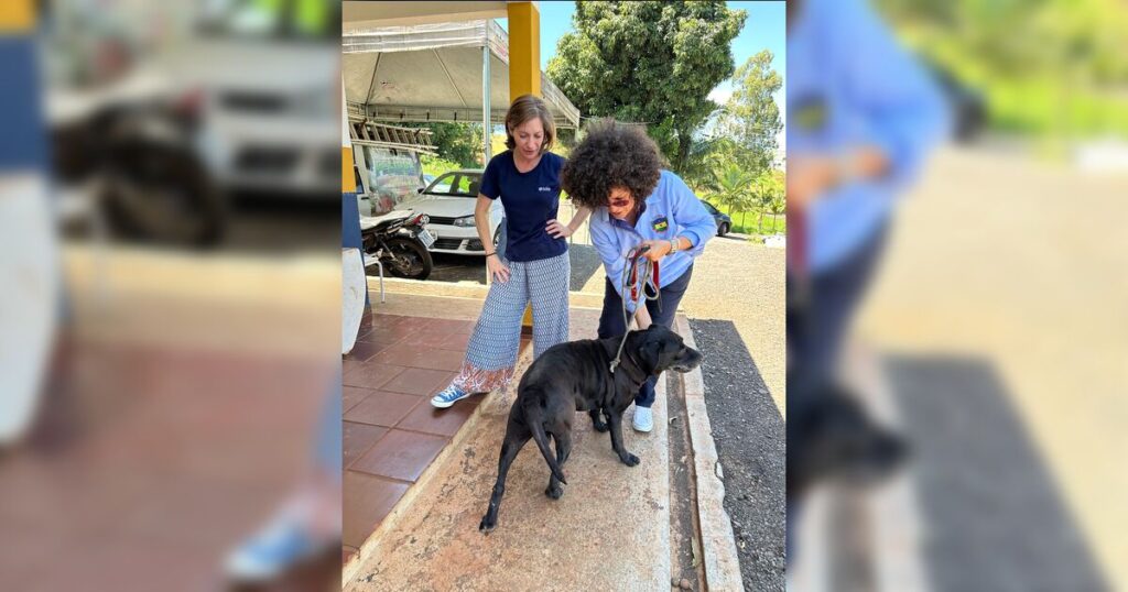 Cão idoso há mais tempo em centro de adoção de Apucarana ganha família após 4 anos de espera