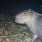 Capivara é agredida na zona norte do Rio e autores são presos