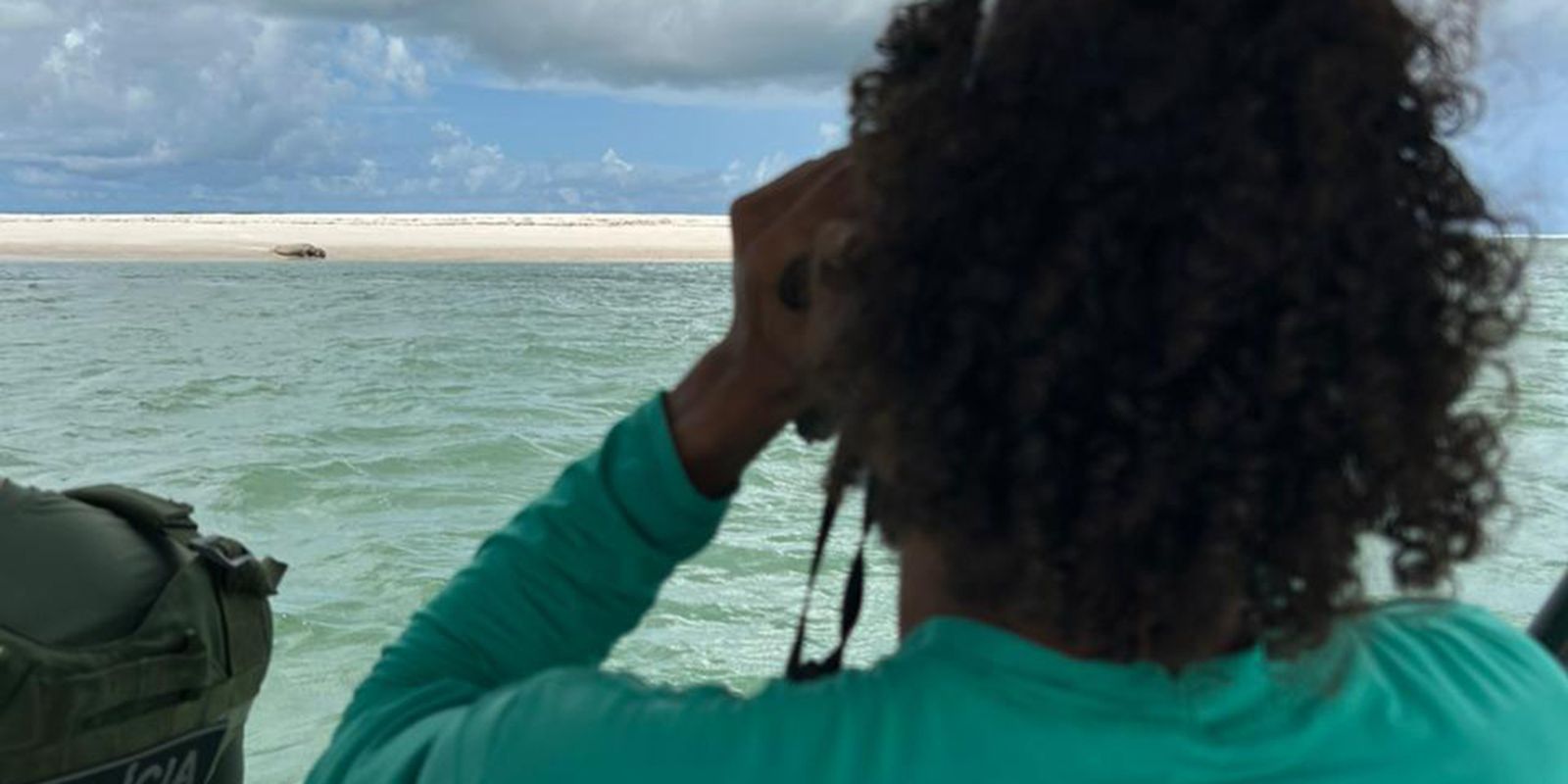 Elefante-marinho volta a ser avistado no litoral alagoano