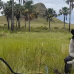 Estudo indica que Cerrado pode armazenar mais carbono que Amazônia