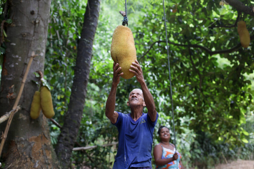 O lado amargo da jaqueira: árvore invasora empobrece chão - 09/03/2026 - Ambiente