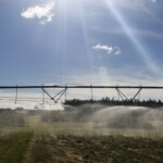 Ameaça sobre espécies dependentes do solo é desconhecida, diz estudo