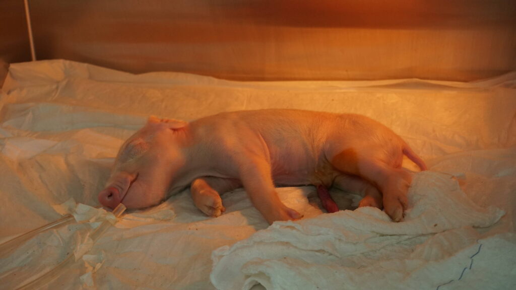 Brasileiros clonam 1º porco em projeto para transplante - 19/04/2026 - Ciência