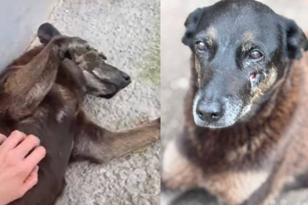 Criação de comissão para apurar caso Orelha ganha apoio nas redes após promotoria pedir buscas - 12/04/2026 - Cotidiano