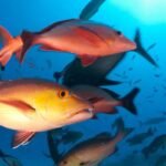 Lista de peixes e invertebrados ameaçados de extinção é atualizada