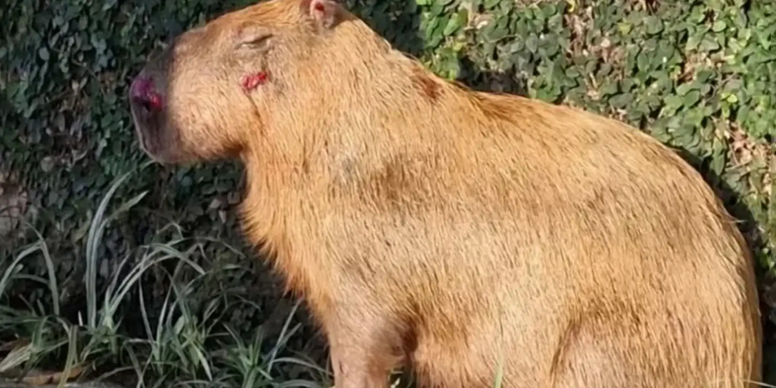 MPRJ denuncia agressores de capivara na Ilha do Governador no Rio