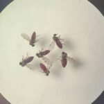 Mosquito maruim infesta cidade de SC e isola moradores - 10/04/2026 - Equilíbrio e Saúde