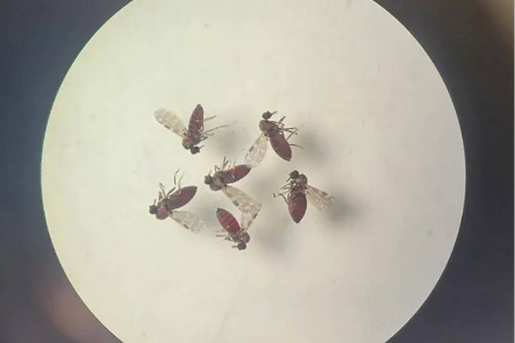 Mosquito maruim infesta cidade de SC e isola moradores - 10/04/2026 - Equilíbrio e Saúde