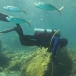 ONG busca ciência para orientar manejo sustentável de costões rochosos