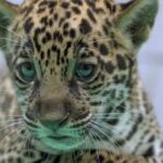 Onça-pintada nascida no BioParque Vale Amazônia ganha o nome de Xingu