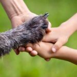 Senado aprova guarda compartilhada de pets; entenda - 03/04/2026 - Bom Pra Cachorro