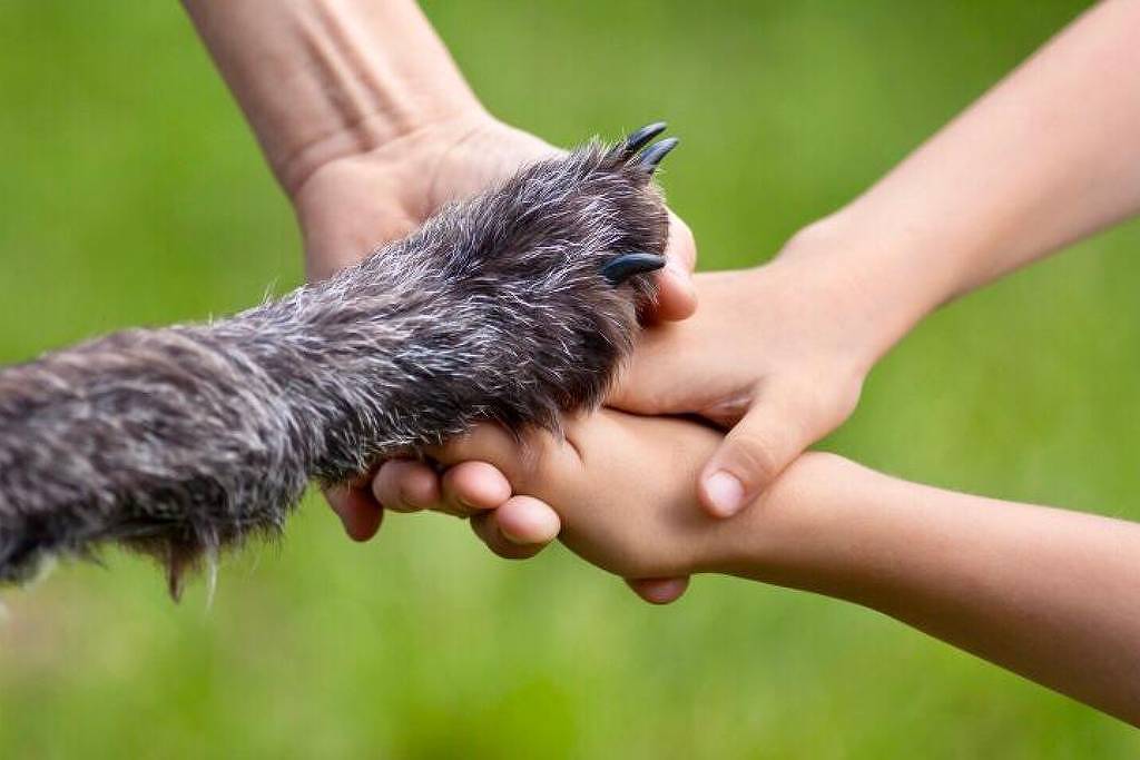 Senado aprova guarda compartilhada de pets; entenda - 03/04/2026 - Bom Pra Cachorro