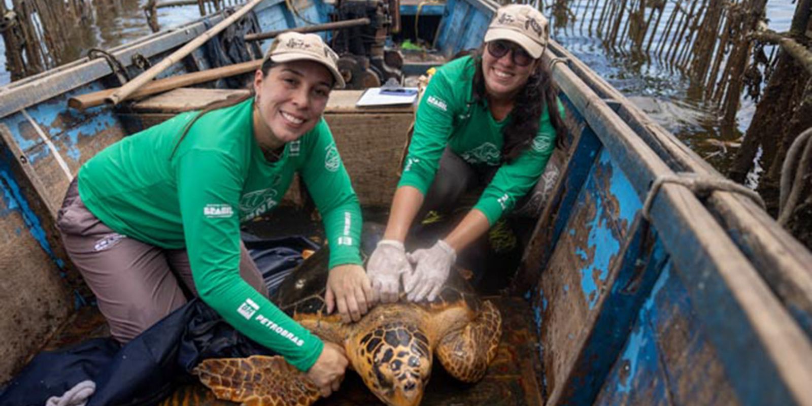 Tartarugas-cabeçudas reaparecem na Baía de Guanabara