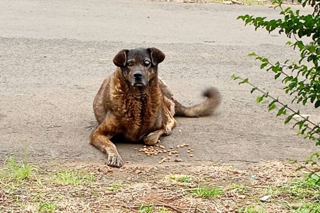 Cachorra presa em parede é resgatada no Paraná - 18/05/2026 - Cotidiano