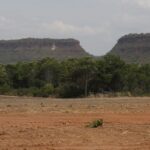 Fragmentos de vegetação nativa cresceram no país 260% em 38 anos