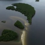 Carbono azul ganha espaço na agenda climática dos oceanos