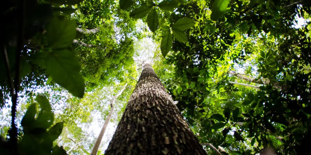 BNDES busca mobilizar até R$ 6 bi para mercado de crédito de carbono