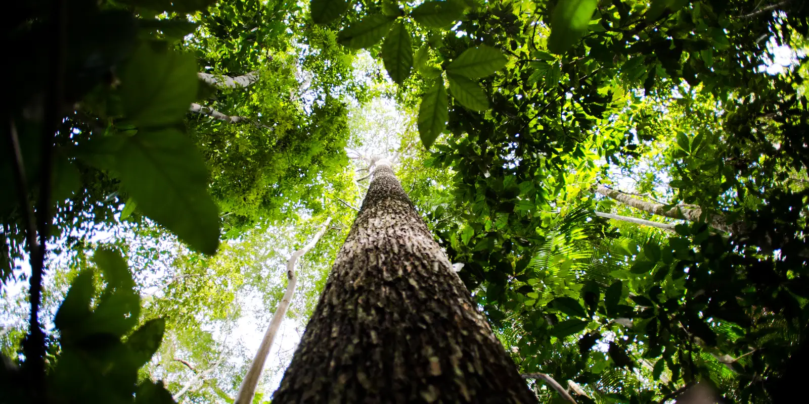 BNDES busca mobilizar até R$ 6 bi para mercado de crédito de carbono