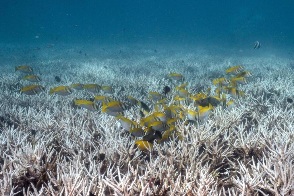 Branqueamento de coral seria impossível sem crise do clima - 23/07/2026 - Ambiente