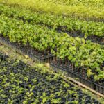 Casal produz espécies nativas da Amazônia e impulsiona reflorestamento