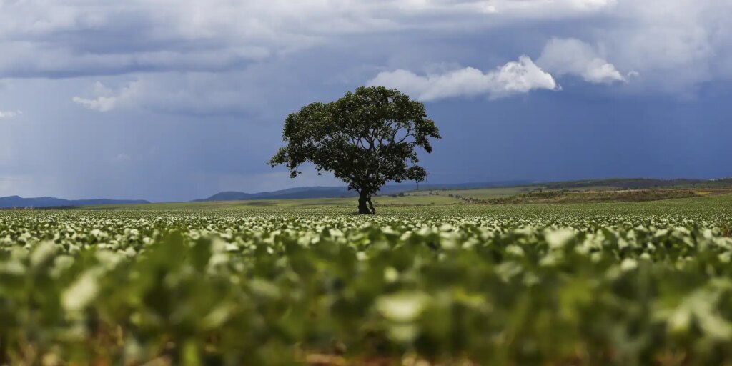 Crédito rural financiou R$ 92,4 bi em áreas com alertas ambientais