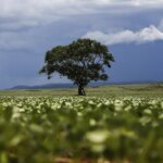 Crédito rural financiou R$ 92,4 bi em áreas com alertas ambientais