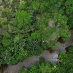 Projeto busca restaurar 600 mil hectares de vegetação nativa no Brasil