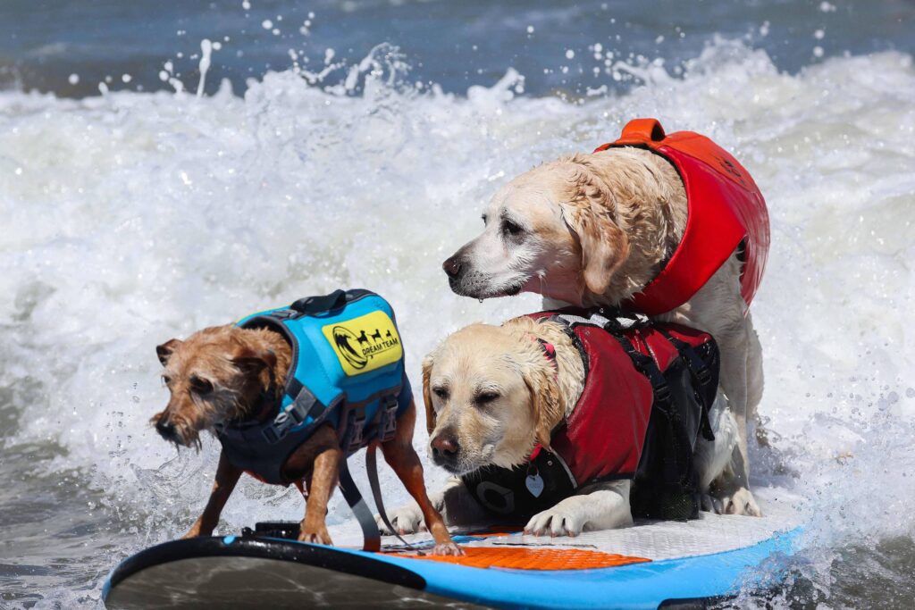 Cães disputam campeonato de surfe nos EUA; veja fotos - 03/08/2026 - Bom Pra Cachorro