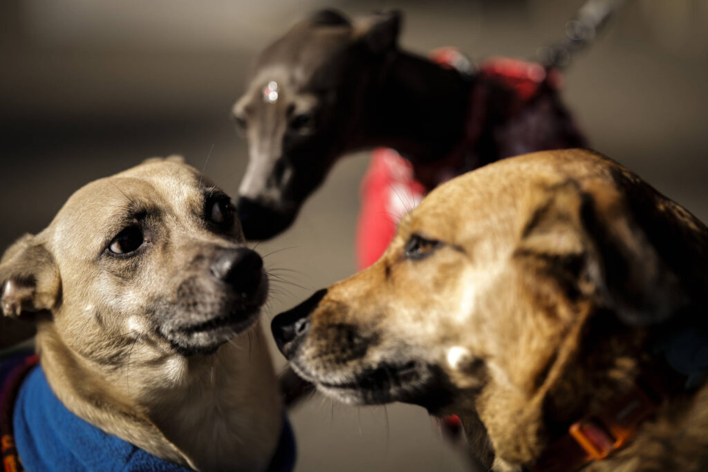 Câmara aprova cassar CNH por abandono de animais na rua - 12/08/2026 - Cotidiano