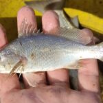 Cientistas identificam taxa recorde de deformações em peixes do ES