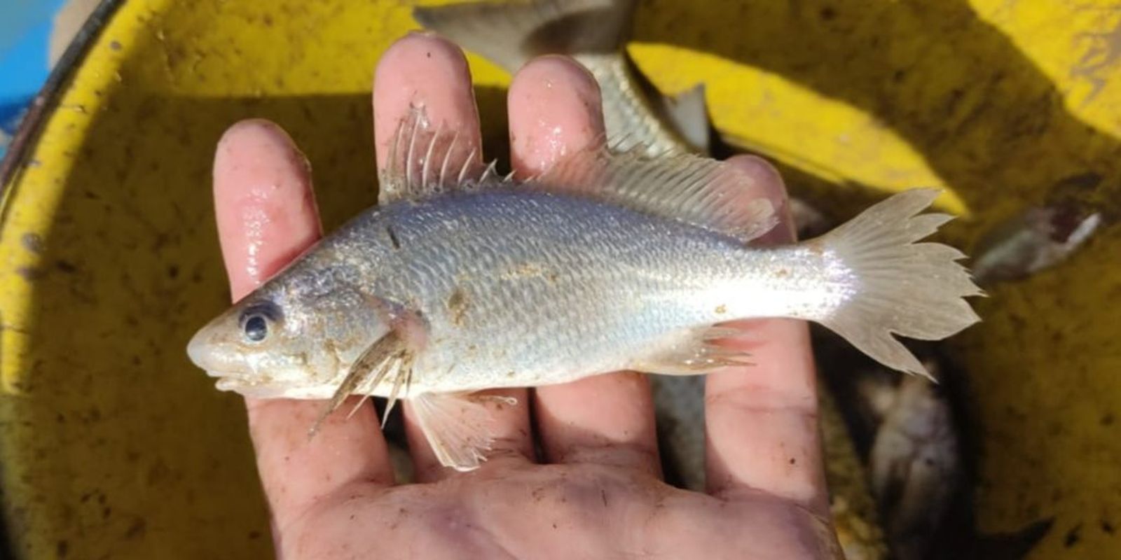 Cientistas identificam taxa recorde de deformações em peixes do ES