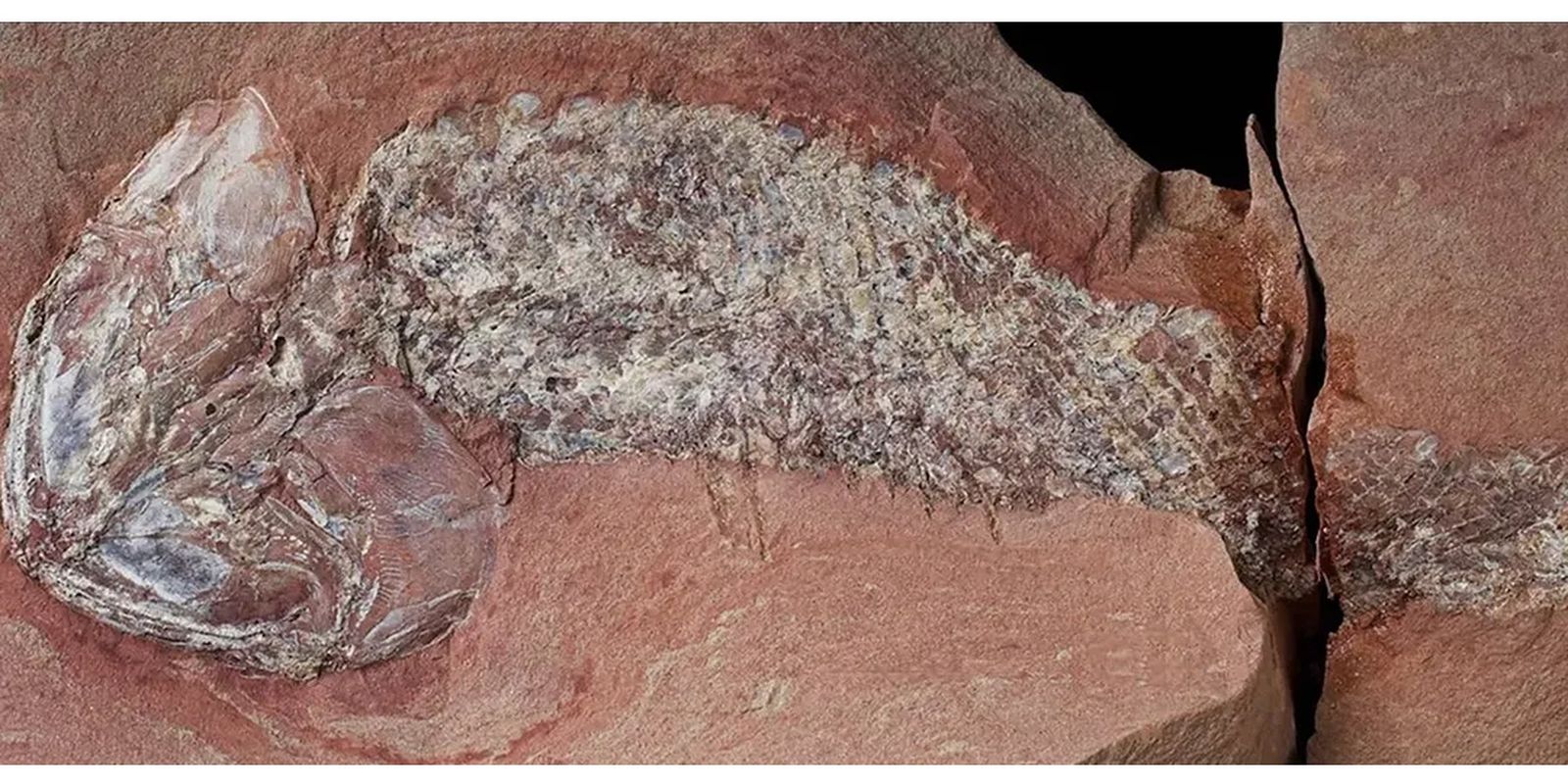 Estudo mostra fóssil de peixe pré-histórico encontrado em Mato Grosso