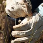 Pesquisadores encontram plantas consideradas extintas há 30 anos