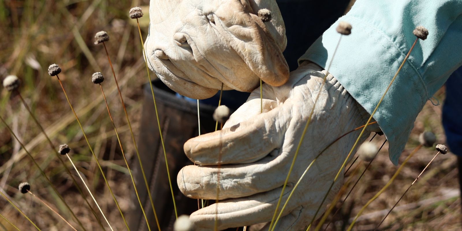 Pesquisadores encontram plantas consideradas extintas há 30 anos