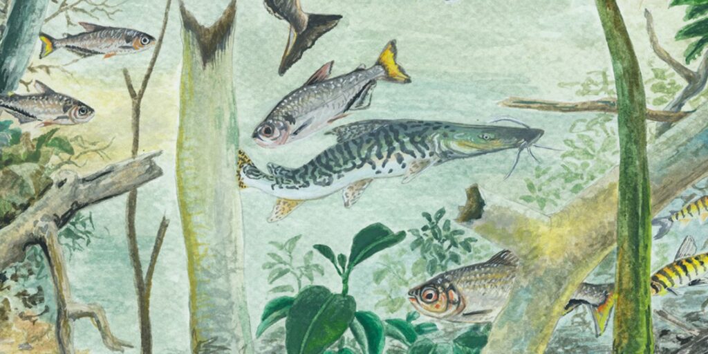 Amazônia tem mais de 2,7 mil espécies de peixes, aponta estudo
