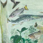 Amazônia tem mais de 2,7 mil espécies de peixes, aponta estudo