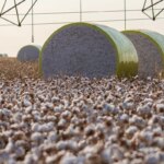 Entenda mudança no mapa que tirou Sorriso do topo da produção agrícola