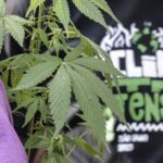 Flagrante por drogas gera mais prisão preventiva do que outros crimes