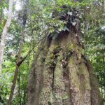 Governo cria reservas de desenvolvimento sustentável no Amazonas