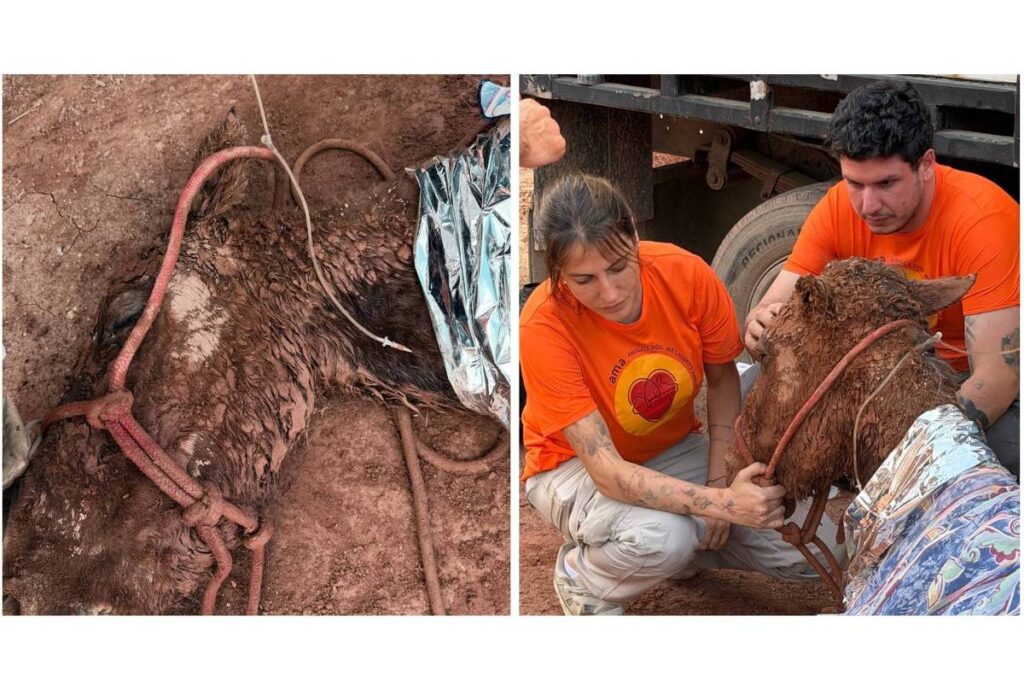 Morre égua resgatada após 24h soterrada em Itapevi - 20/09/2026 - Cotidiano