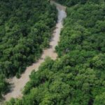 No Dia da Amazônia, campanha pede que eleitor vote por floresta em pé