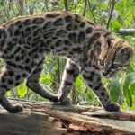 Nova espécie de felino é identificada em florestas da Bolívia