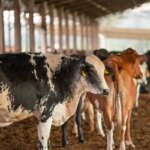 UE suspende carnes do Brasil; entenda impacto e próximos passos