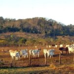 Agropecuária ocupa territórios próximos aos preservados na Amazônia