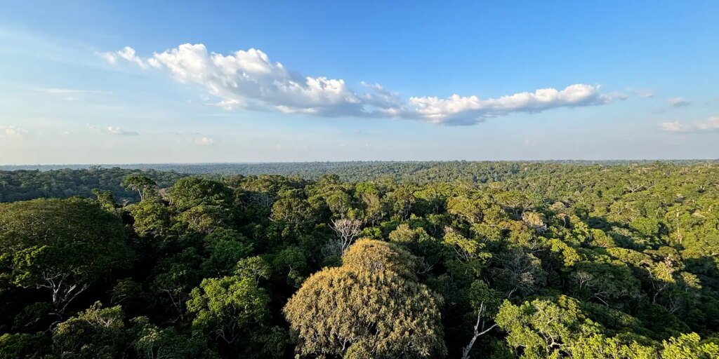 Amazônia e Cerrado evitaram emissões equivalentes às do Japão